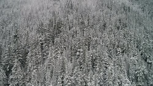 Aerial Panning Forest Trees Winter Snow Texture Background
