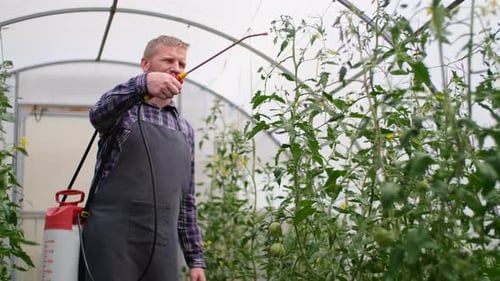 Farmer Businessman, Growing Tomatoes, Vegetable Business, Greenhouse with Tomatoes, Successful Farm