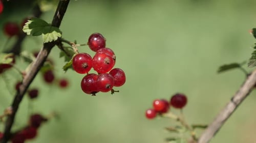 Groseille, arbuste à feuilles caduques, baies rouges, gros plan 4K, 2160p, 30fps, images UltraHD - Plante fruitière Ribes r
