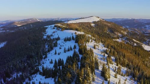 High Snowy Mountain Covered with Evergreen Fir Trees on a Sunny Cold Day