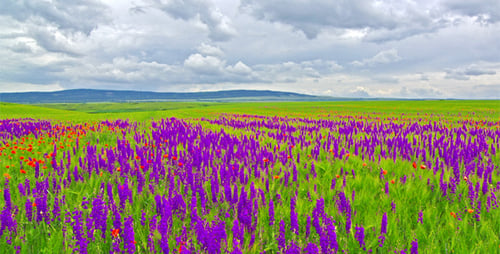 Spring Flowers And A Cloudy Sky