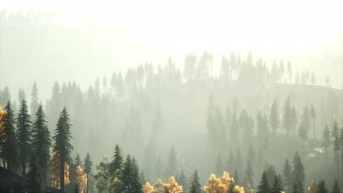 Sunlight in Spruce Forest in the Fog on the Background of Mountains at Sunset