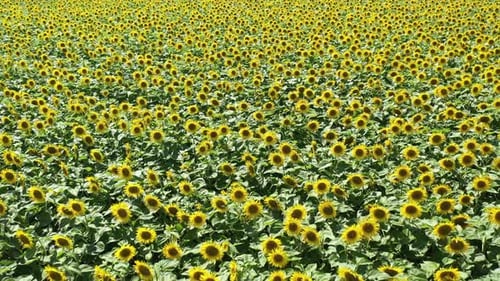 Yellow Sunflowers