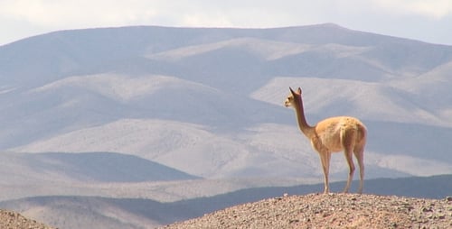 Vicuna From Salta, Argentina