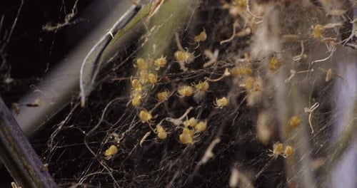 Cluster of Tiny Yellow Spiders on a Delicate Web