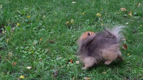Fluffy Dog Standing on Green Lawn with Woman