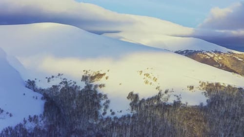 High Snowy Mountain Covered with Evergreen Fir Trees on a Sunny Cold Day