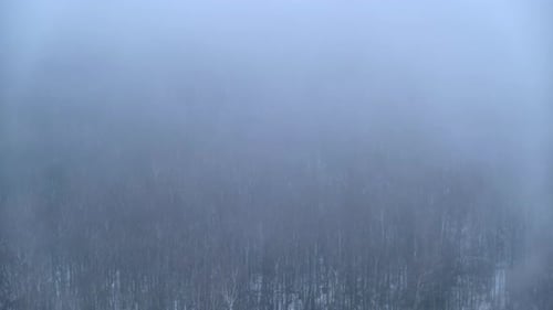 Evaporation of moisture over a winter forest with trees in the snow. Fog on snow-covered nature