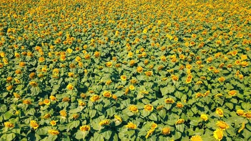 Aerial Low Flight Over a Large Field of Ripe Sunflowers