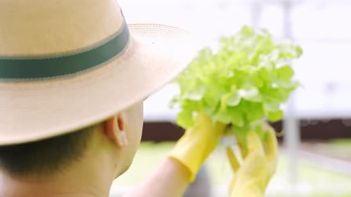 4K Asian man gardener working in organic hydroponic vegetables garden.
