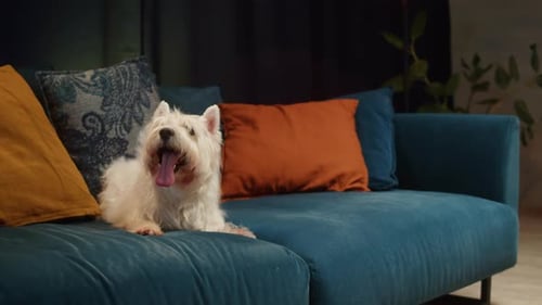Cute Dog Resting on a Turquoise Couch Indoors