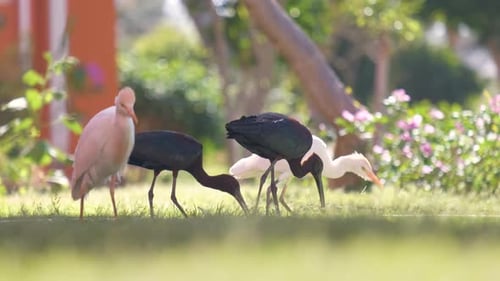 Pájaro salvaje ibis brillante, también conocido como Plegadis Falcinellus, que camina por el césped verde en verano