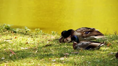 Patos de animais perto do lago
