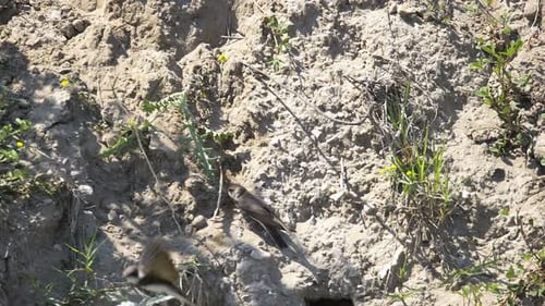 Birds Flying to and from Nest in Dirt Bank