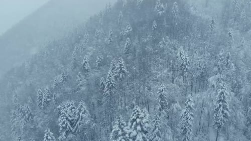 Aerial shot: spruce and pine winter forest completely covered by snow.