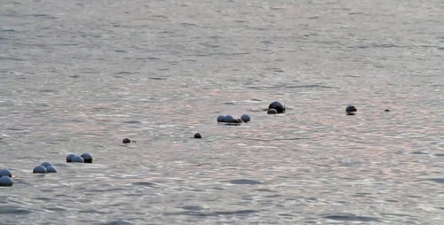 Flotadores en el agua del atardecer