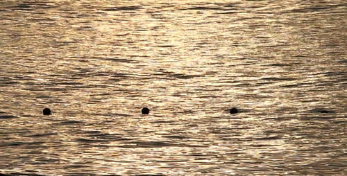 Coucher de soleil sur l'eau de