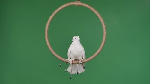 White Dove Perched on Decorative Hoop