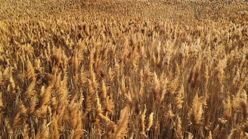 Aerial View of Golden Reeds in Field