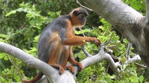 Singe colobe rouge de l'Ouest