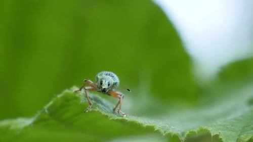 Macro shot of a beautiful green dotted beetle sitting on a green leaf in slow motion. Filmed from th