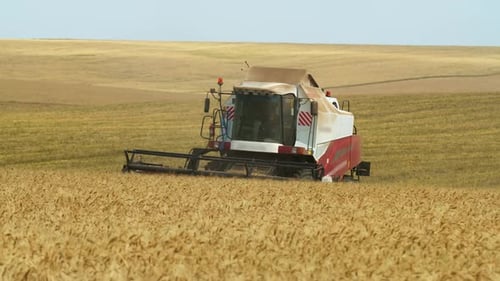 Combine Harvester Harvesting Wheat in Rural Field