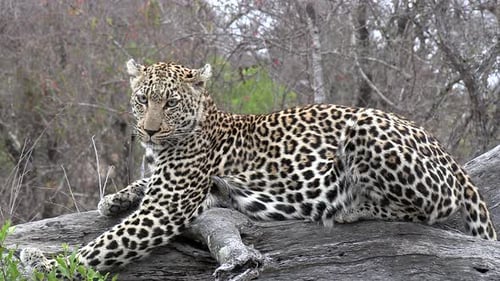Breite Ganzkörperaufnahme eines wunderschönen Leoparden, der in die Ferne starrt, während er sich auf einem Baumstamm faulenzt