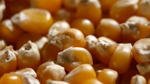 Grains de maïs. Rotatif. Gros plan
