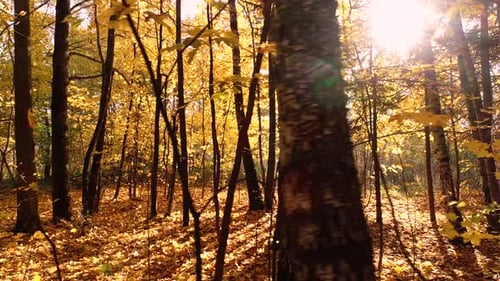 Colorful Autumn Forest Wood