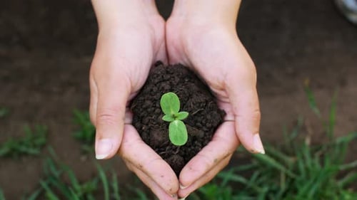 Organic farming organic eco-farm in the hands of a crop farmer with a young sprout.