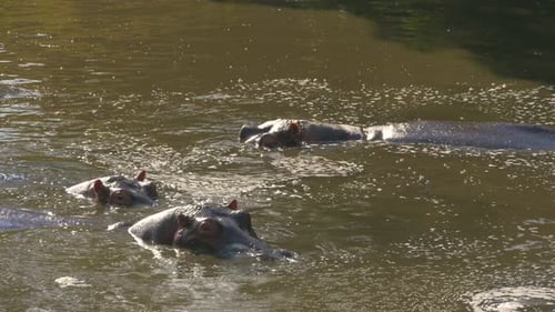 Hippos standing in water