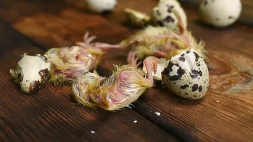 a quail chick hatches from an egg close-up on a wooden background.