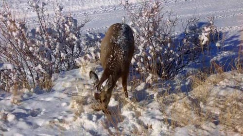 Fauve muletier couvert de neige butinant devant une route enneigée pendant l'hiver au Colorado