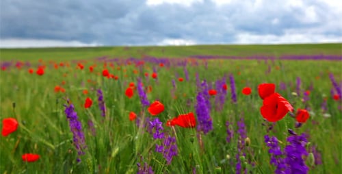 Field Of Spring Flowers