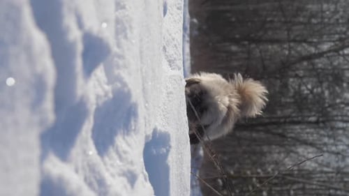 Fluffy White Dog Standing in Snow