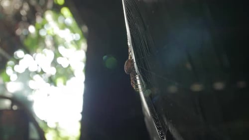 Spider Sitting On Web in Bright Sunlight
