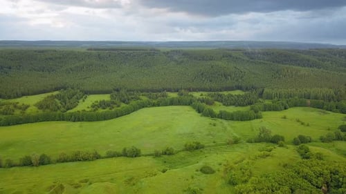 Nature Forest