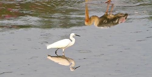 White Egret Wading in Shallow Water