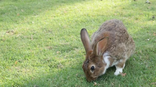 Rabbit eating grass in the field and relaxing natural environment 4K 2160p UltraHD footage - Hare pl