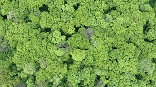 Green Forest 08