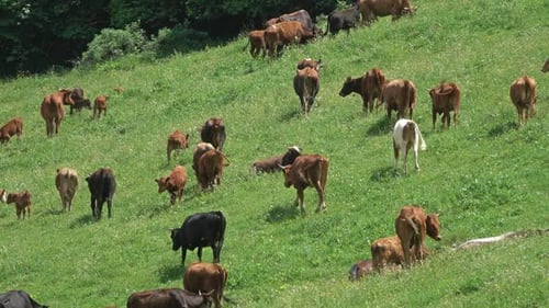 Herd of Cows on Mountain Pasture