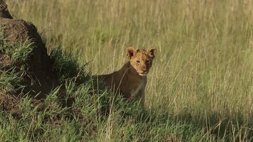 Lion Cub Sitting in Tall Grass