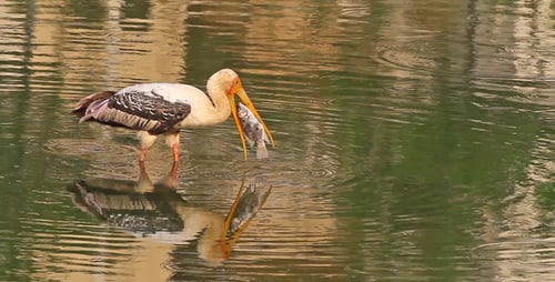 Fishing Stork 2