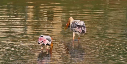 Painted Storks Wading in Tropical Water