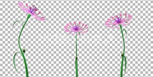 2D Flat Design Flower Growth Animation