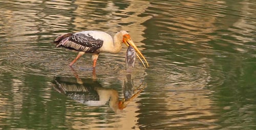 Cigogne de pêche 1
