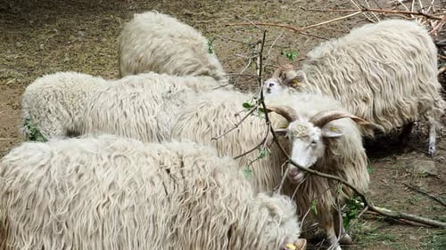 Mouton de Valachie (Ovis orientalis aries)