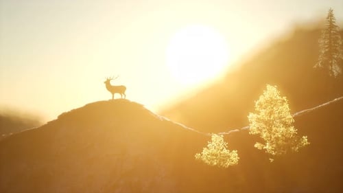Cerf mâle dans la forêt au coucher du soleil