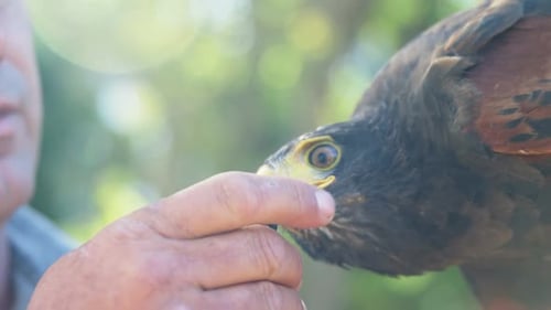 Mann füttert Falkenadler an einem sonnigen Tag
