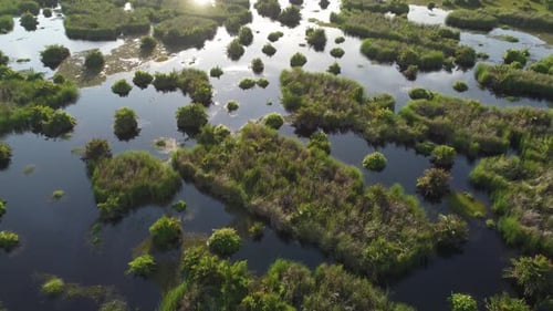 Aerial view wetland in sunlight